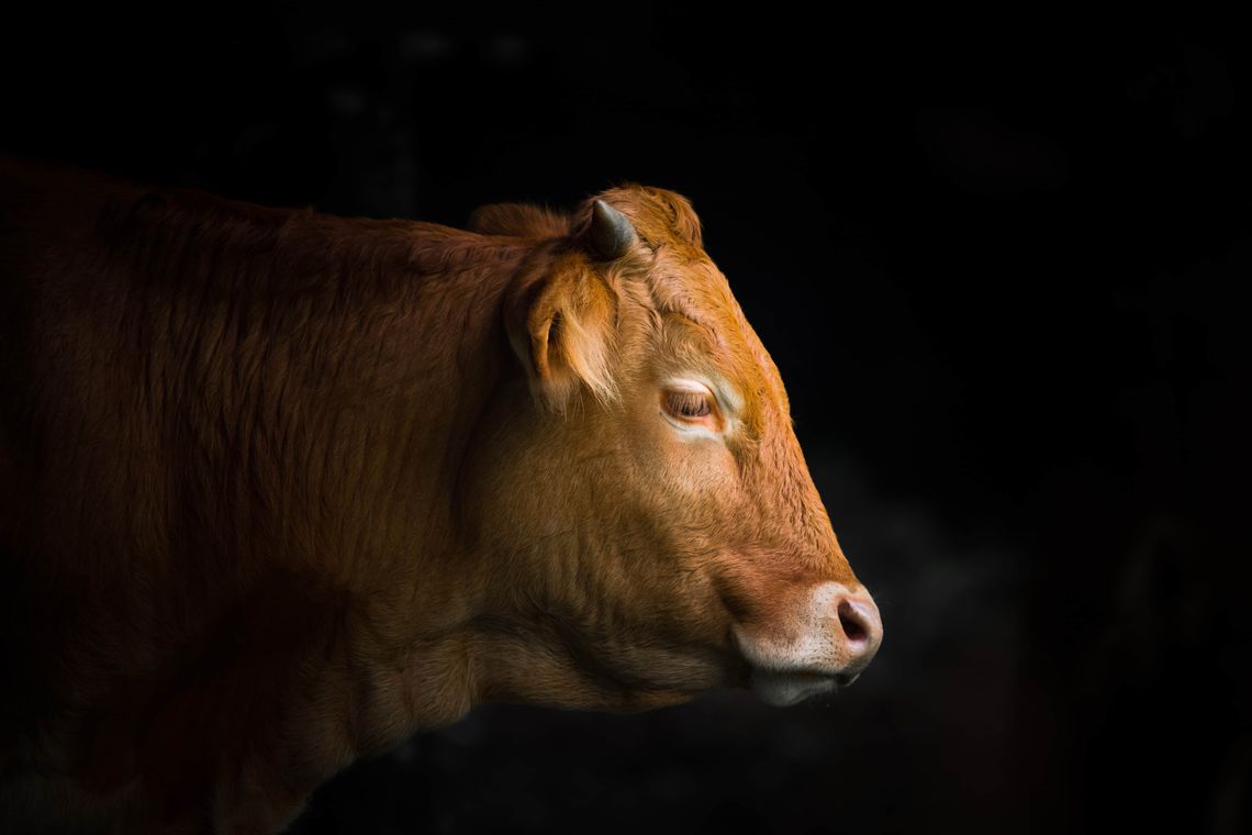 éleveur de bétail - Limousin de St-Légier