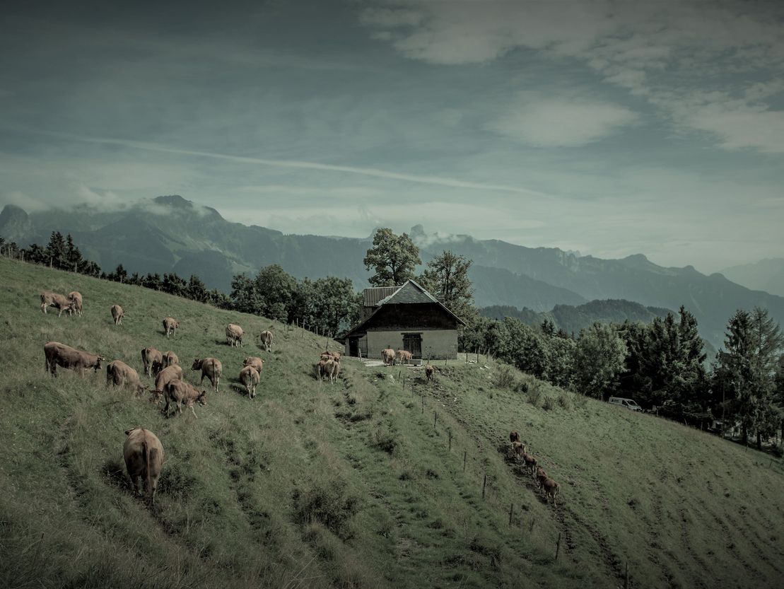 Alpages de Mathieu Balsiger - Limousin de St-Légiers